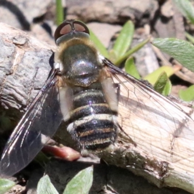 Villa sp. (genus) (Unidentified Villa bee fly) at Mount Ainslie - 26 Nov 2018 by jb2602