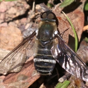 Villa sp. (genus) at Majura, ACT - 26 Nov 2018