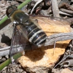 Villa sp. (genus) at Majura, ACT - 26 Nov 2018