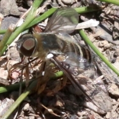 Villa sp. (genus) at Majura, ACT - 26 Nov 2018