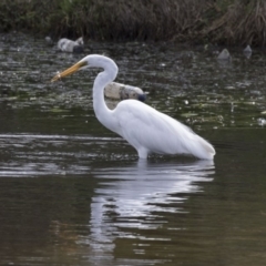 Ardea alba (Great Egret) at Gungahlin, ACT - 27 Nov 2018 by AlisonMilton