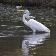 Ardea alba at Gungahlin, ACT - 27 Nov 2018 09:51 AM