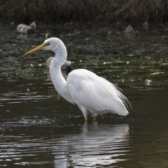 Ardea alba at Gungahlin, ACT - 27 Nov 2018