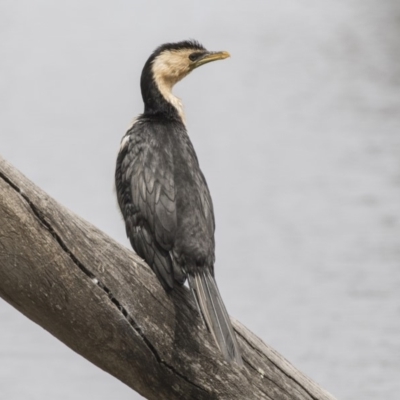 Microcarbo melanoleucos (Little Pied Cormorant) at Forde, ACT - 26 Nov 2018 by Alison Milton