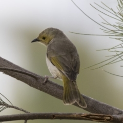 Ptilotula penicillata (White-plumed Honeyeater) at Forde, ACT - 27 Nov 2018 by AlisonMilton