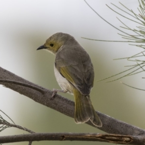 Ptilotula penicillata at Forde, ACT - 27 Nov 2018 10:04 AM