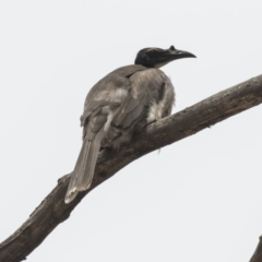 Philemon corniculatus (Noisy Friarbird) at Mulligans Flat - 26 Nov 2018 by Alison Milton