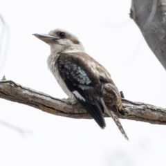 Dacelo novaeguineae (Laughing Kookaburra) at Forde, ACT - 27 Nov 2018 by AlisonMilton