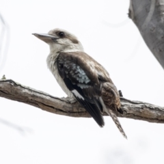 Dacelo novaeguineae (Laughing Kookaburra) at Forde, ACT - 26 Nov 2018 by Alison Milton