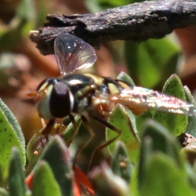 Simosyrphus grandicornis (Common hover fly) at Mount Ainslie - 26 Nov 2018 by jbromilow50