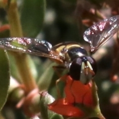 Simosyrphus grandicornis at Majura, ACT - 26 Nov 2018 11:43 AM