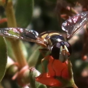 Simosyrphus grandicornis at Majura, ACT - 26 Nov 2018 11:43 AM