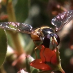 Simosyrphus grandicornis at Majura, ACT - 26 Nov 2018 11:43 AM