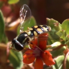 Simosyrphus grandicornis at Majura, ACT - 26 Nov 2018