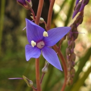 Veronica perfoliata at Tennent, ACT - 27 Nov 2018