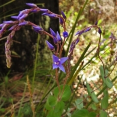 Veronica perfoliata at Tennent, ACT - 27 Nov 2018 09:46 AM