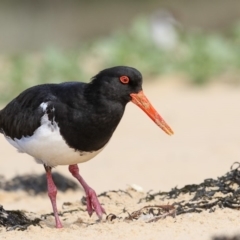 Haematopus longirostris (Australian Pied Oystercatcher) at Wapengo, NSW - 26 Nov 2018 by Leo