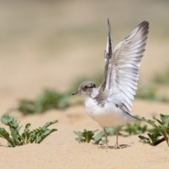 Charadrius rubricollis (Hooded Plover) at Mimosa Rocks National Park - 26 Nov 2018 by Leo