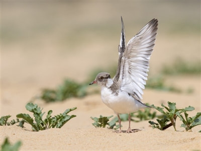 Charadrius rubricollis (Hooded Plover) at Wapengo, NSW - 27 Nov 2018 by Leo