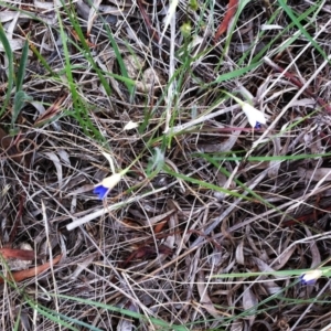 Wahlenbergia luteola at Hughes, ACT - 27 Nov 2018