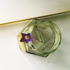 Wahlenbergia luteola at Hughes, ACT - 27 Nov 2018 05:00 PM