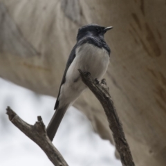 Myiagra cyanoleuca (Satin Flycatcher) at Amaroo, ACT - 27 Nov 2018 by AlisonMilton