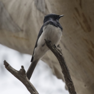 Myiagra cyanoleuca (Satin Flycatcher) at Mulligans Flat - 26 Nov 2018 by Alison Milton