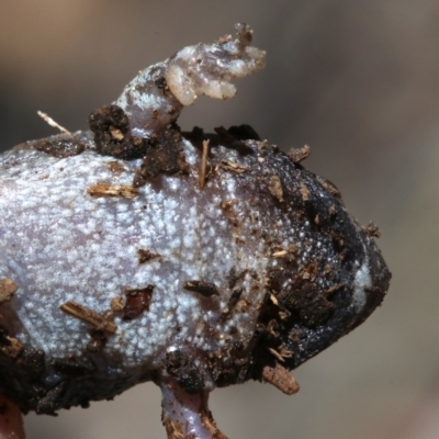 Uperoleia laevigata (Smooth Toadlet) at Mount Ainslie - 26 Nov 2018 by jb2602