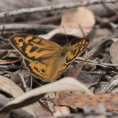 Heteronympha merope (Common Brown Butterfly) at Forde, ACT - 27 Nov 2018 by AlisonMilton