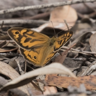 Heteronympha merope (Common Brown Butterfly) at Mulligans Flat - 26 Nov 2018 by Alison Milton