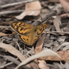 Heteronympha merope at Forde, ACT - 27 Nov 2018 10:22 AM