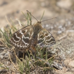 Synemon plana (Golden Sun Moth) at Throsby, ACT - 27 Nov 2018 by AlisonMilton