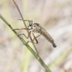 Zosteria sp. (genus) (Common brown robber fly) at Amaroo, ACT - 27 Nov 2018 by Alison Milton
