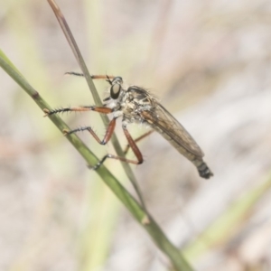 Zosteria sp. (genus) at Amaroo, ACT - 27 Nov 2018 11:27 AM