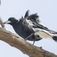 Gymnorhina tibicen (Australian Magpie) at Mulligans Flat - 27 Nov 2018 by Alison Milton