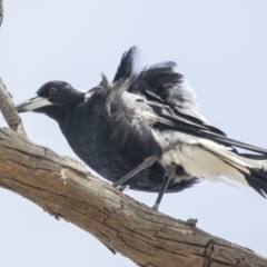 Gymnorhina tibicen (Australian Magpie) at Amaroo, ACT - 27 Nov 2018 by AlisonMilton
