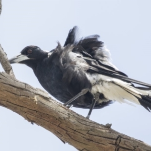 Gymnorhina tibicen at Amaroo, ACT - 27 Nov 2018