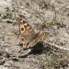 Junonia villida (Meadow Argus) at Amaroo, ACT - 27 Nov 2018 by AlisonMilton