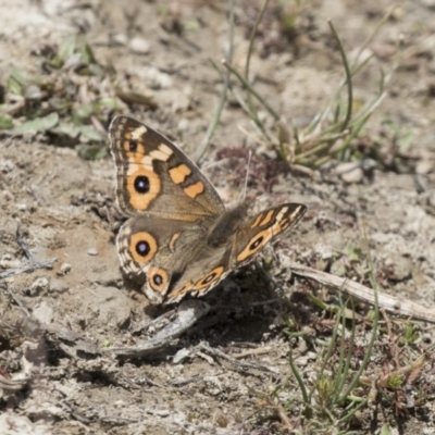 Junonia villida (Meadow Argus) at Amaroo, ACT - 27 Nov 2018 by Alison Milton