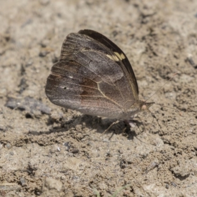 Heteronympha merope (Common Brown Butterfly) at Amaroo, ACT - 27 Nov 2018 by Alison Milton