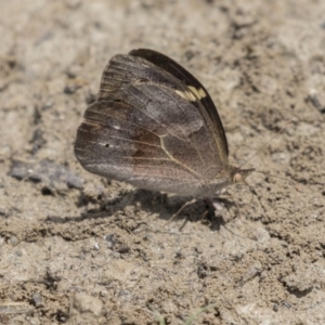 Heteronympha merope at Amaroo, ACT - 27 Nov 2018