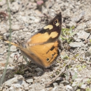 Heteronympha merope at Amaroo, ACT - 27 Nov 2018 12:03 PM