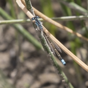 Ischnura heterosticta at Amaroo, ACT - 27 Nov 2018