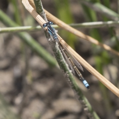 Ischnura heterosticta (Common Bluetail Damselfly) at Amaroo, ACT - 27 Nov 2018 by AlisonMilton