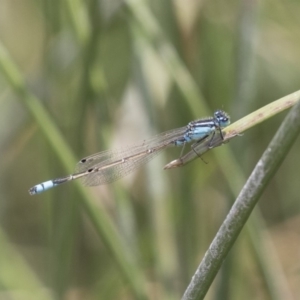 Ischnura heterosticta at Amaroo, ACT - 27 Nov 2018