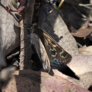 Synemon plana at Amaroo, ACT - 27 Nov 2018 12:53 PM