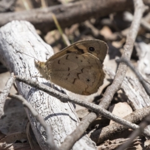 Heteronympha merope at Amaroo, ACT - 27 Nov 2018 12:36 PM