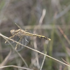 Orthetrum caledonicum (Blue Skimmer) at Mulligans Flat - 27 Nov 2018 by Alison Milton