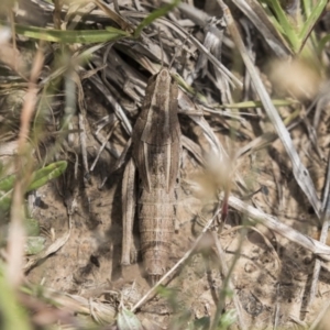 Genus novum 18 sp. 1 (Undescribed) at Throsby, ACT - 27 Nov 2018 11:29 AM