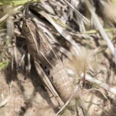 Genus novum 18 sp. 1 (Undescribed) at Throsby, ACT - 27 Nov 2018 11:29 AM